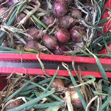 Azienda Agricola Perconti Vakantieboerderij