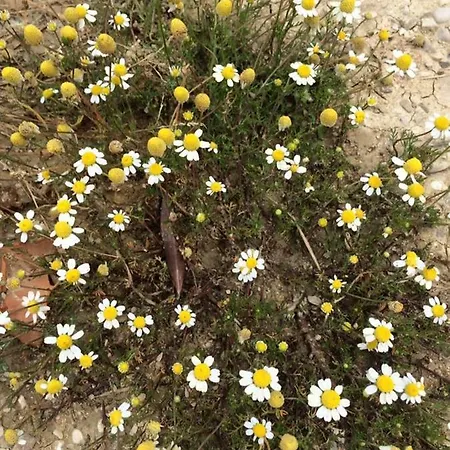 Azienda Agricola Perconti Vakantieboerderij *