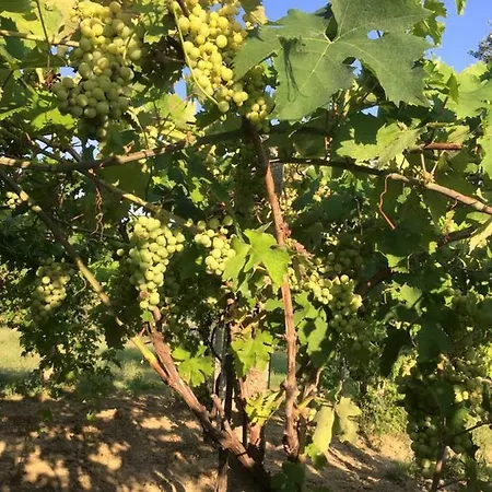 Azienda Agricola Perconti Cellino Attanasio