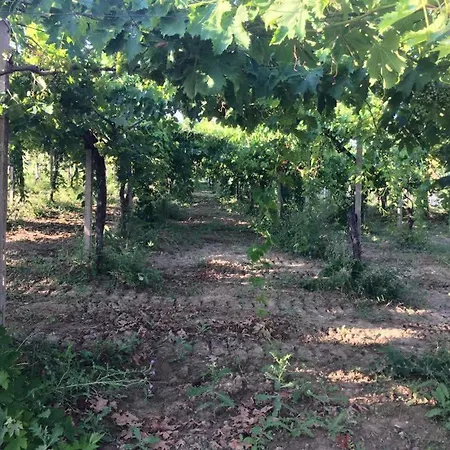 Azienda Agricola Perconti Cellino Attanasio