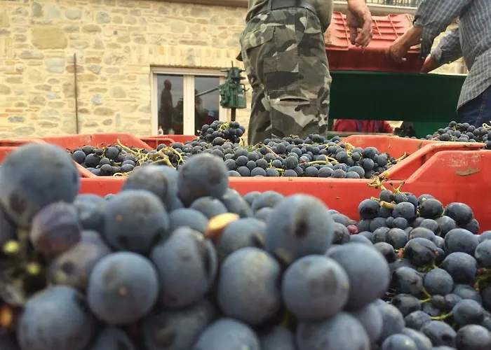 Κατάλυμα σε φάρμα Azienda Agricola Perconti