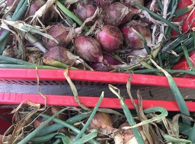 Azienda Agricola Perconti Фермерский дом