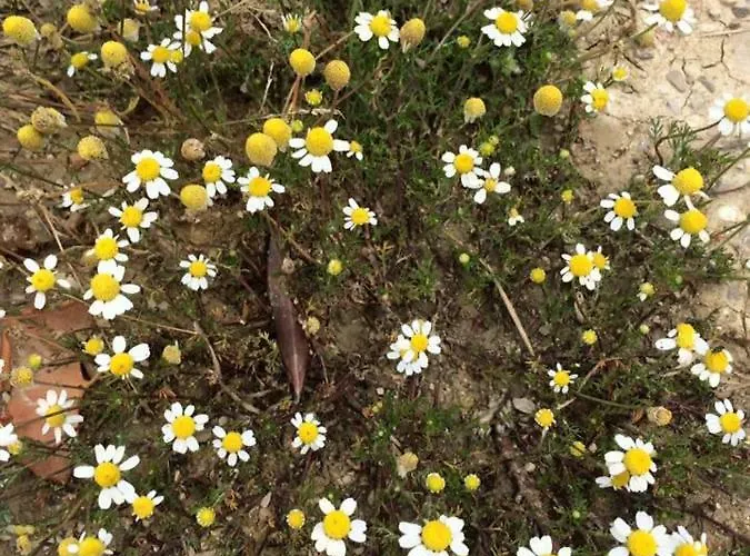 Azienda Agricola Perconti Фермерский дом *