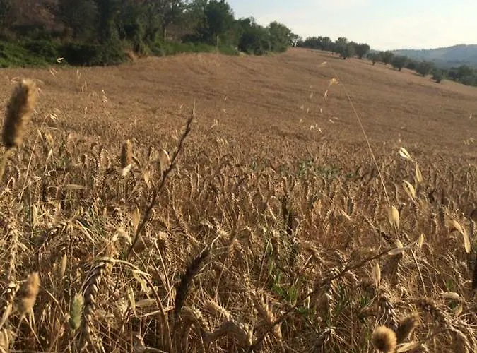 Azienda Agricola Perconti Feriegård Cellino Attanasio