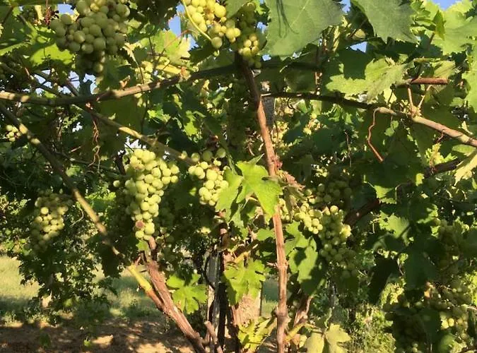 Azienda Agricola Perconti Cellino Attanasio