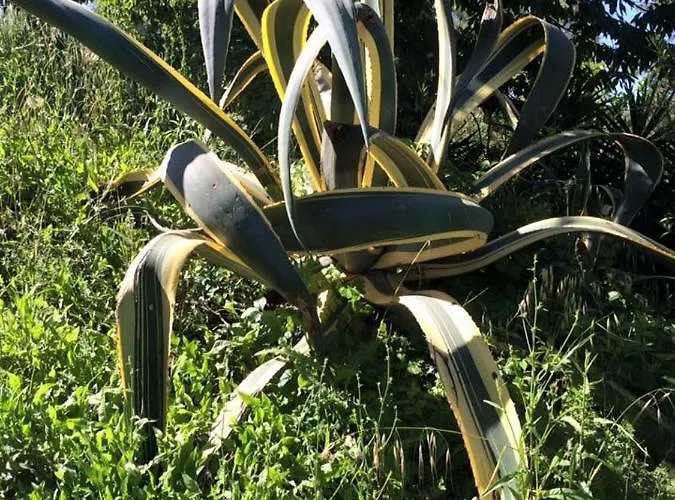 Azienda Agricola Perconti Feriegård *