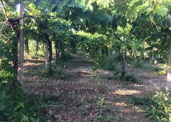 Azienda Agricola Perconti Cellino Attanasio