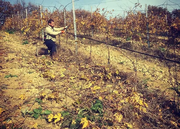 Azienda Agricola Perconti *