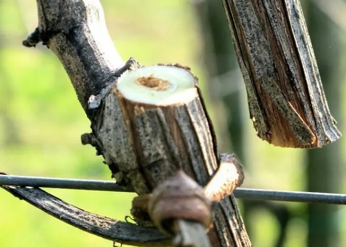 Azienda Agricola Perconti * Cellino Attanasio
